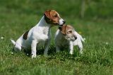 JACK RUSSEL 083